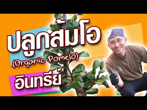 ปลูกส้มโออินทรีย์ ขาวน้ำผึ้งไร้เมล็ด สูตรเฉพาะสวนครูสวัสดิ์เท่านั้น