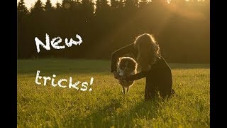 NEW TRICKS in 2 years! | Sheltie Airin by Terka Šubrtová 2,572 views 6 years ago 2 minutes, 57 seconds