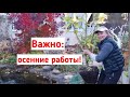 Осенние работы в саду и огороде! Подготовка к зиме, что делать с листьями, сидераты, плодовый сад