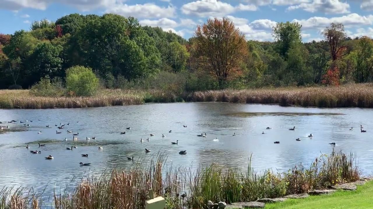 A Large Group of Canada Geese Splashing & Playing in a Pond!