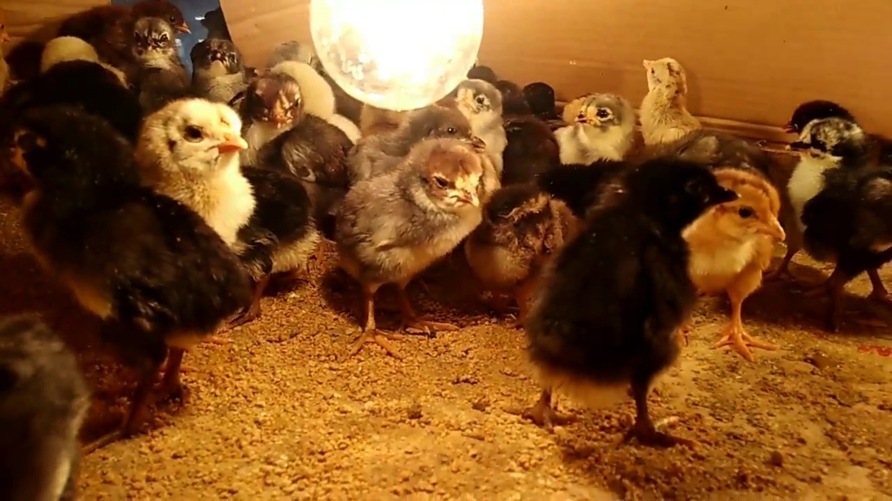 Penyebab banyak kematian DOC ayam kampung secara dini 