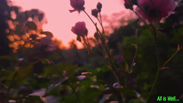 roses  in the evening 🌹🌹🥀🍃 flowers