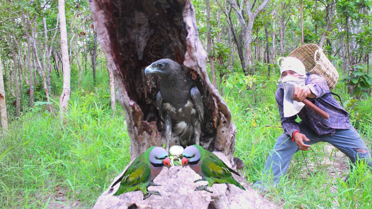 Amazing video of a man rescuing a parrot from an eagle nest#bird # ...