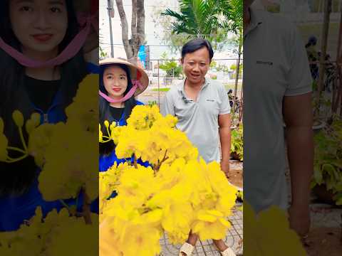 Xôn xao giống mới MAI ĐẠI CÁT nghệ nhân Sóc Trăng chia sẻ cách chọn RỄ DỪA trộn vào giá thể tốt nhất