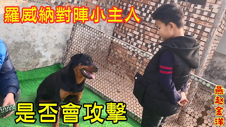 羅威納第一次見到小主人，不停狂叫會發生什麽？驚喜還是意外 - 天天要聞