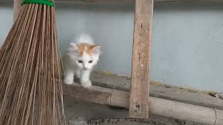Untitled video by kucing meaung 347 views 10 days ago 3 minutes, 39 seconds