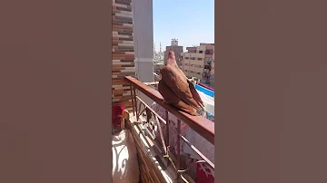 الحمام رجع من الطيران وبندق مورهوش حاجه غير بندقه الغسيل ارجوكم يوميات بندق وبندقه 