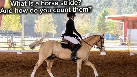 What is a stride? How do you count them? |  EXPLAINED | How to count horse strides | Claire. Equus