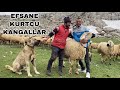 BU KÖPEKLER MERMİ GİBİ ! ~ KURTSAVAR KANGALLAR