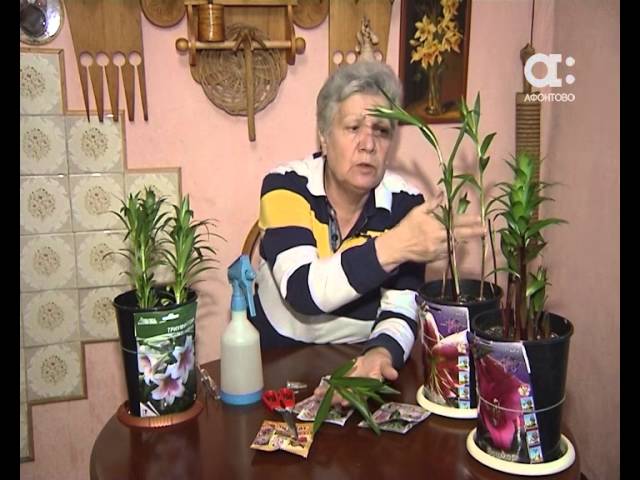 Как правильно выращивать лилии. Голова садовая