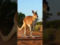 I never knew this #australia #shorts #subscribe #viral #fyp subscribe for daily videos!
