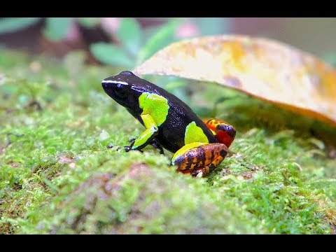 Video: Contenuto Della Mantella In Bronzo (Mantella Betsileo)