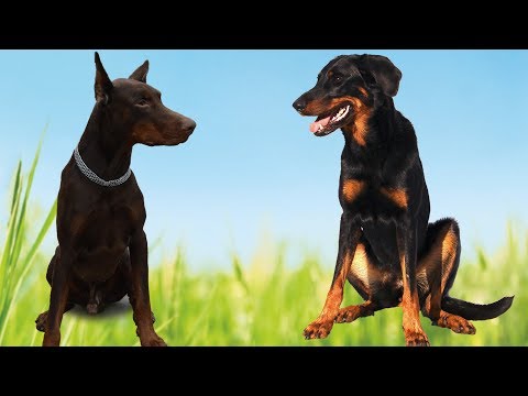 Video: Wie wird das Ohrenschneiden bei Hunden durchgeführt?