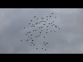 Полеты Николаевских голубей в сильный ветер / Flying pigeons / Первые результаты полета, на время/