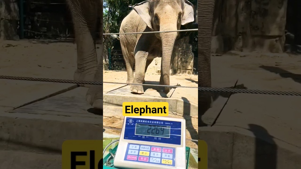 elephant weight chek