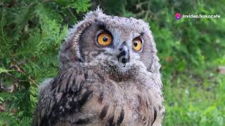 Birdwatcher's Paradise: Birds of Papua New Guinea #animal2024 #wildlife
