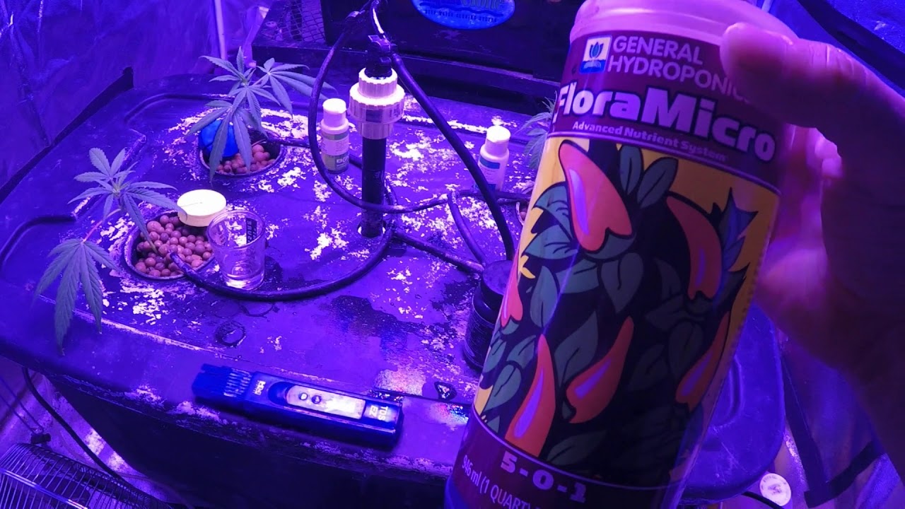 Aeroponics delicious candy grow.