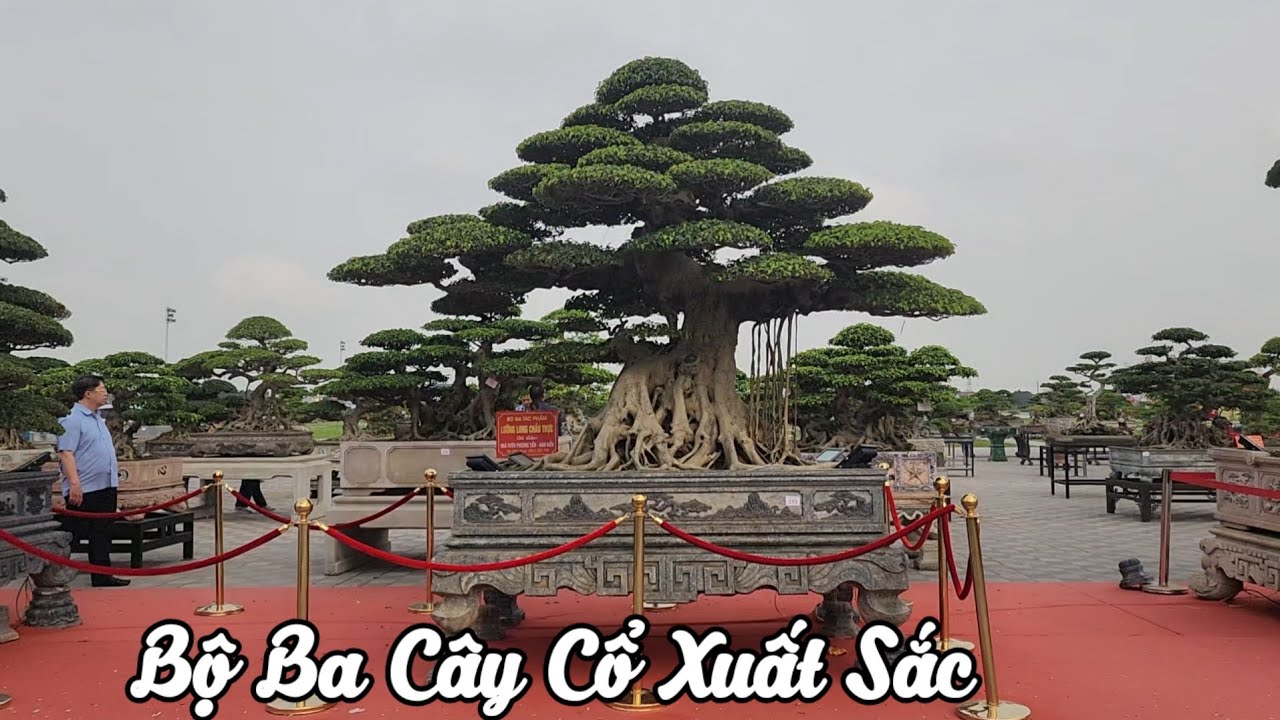 BỘ BA CÂY CỔ CÓ 1 0 2 XUẤT SẮC CỦA NV PHƯƠNG TIẾN NAM ĐIỀN 