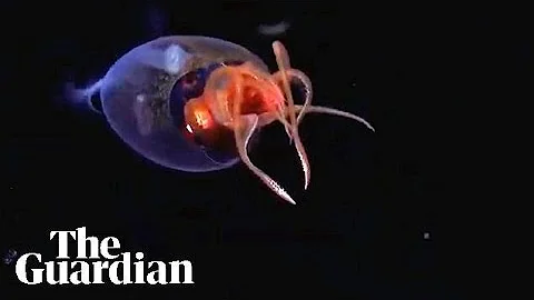 Live colossal squid captured on video in wild for first time ever