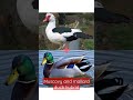 How Does The Hybrid Of Muscovy Duck And Mallard Duck Become How Does The Hybrid Of Muscovy Duck And Mallard Duck Become