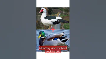 How Does The Hybrid Of Muscovy Duck And Mallard Duck Become 