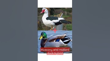 Thumbnail of How does the hybrid of Muscovy duck and mallard duck become?