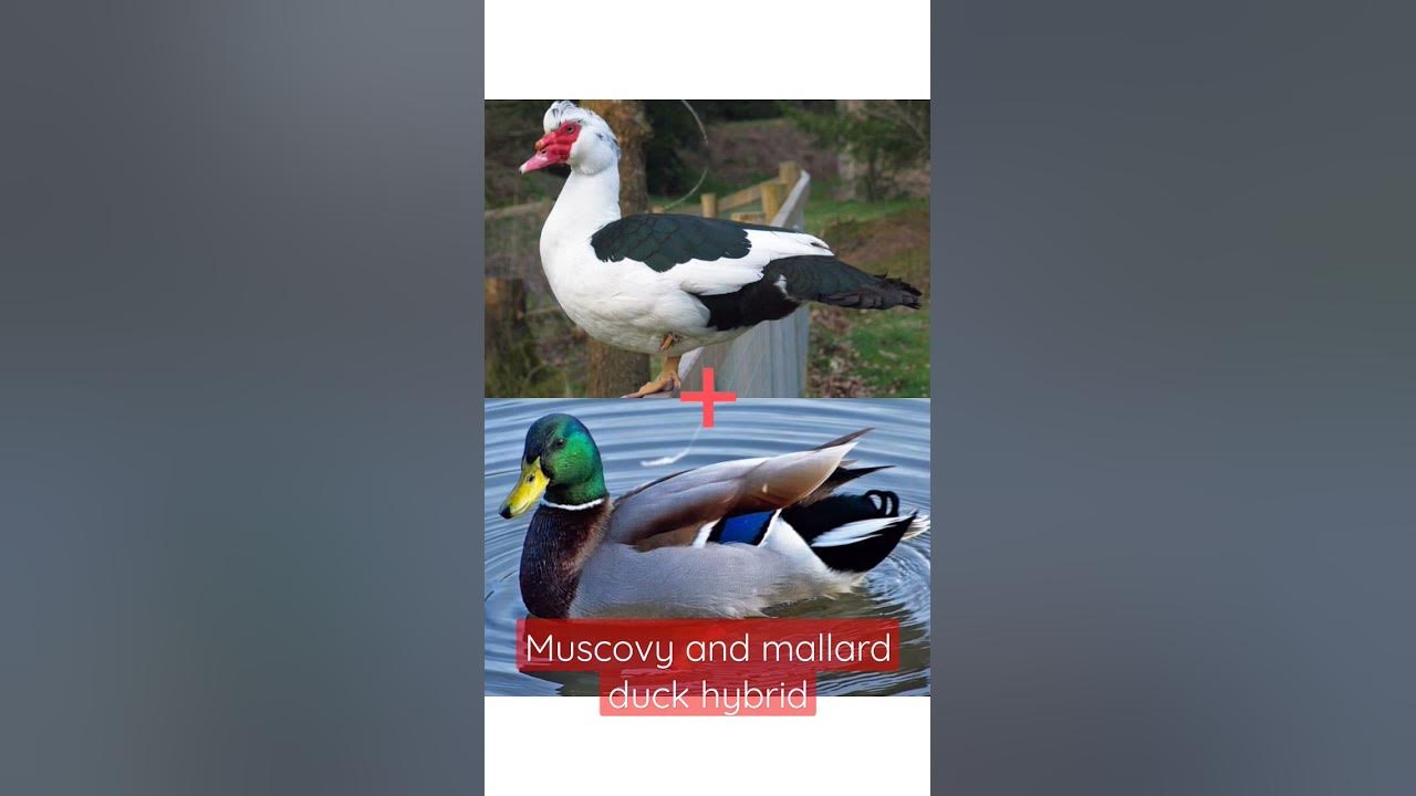 How does the hybrid of Muscovy duck and mallard duck become?