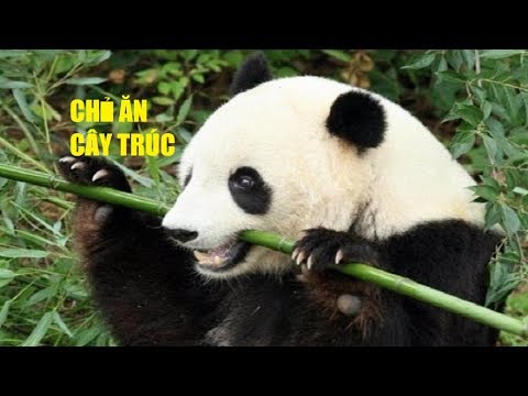 Video: Gấu Trúc Sống ở đâu?