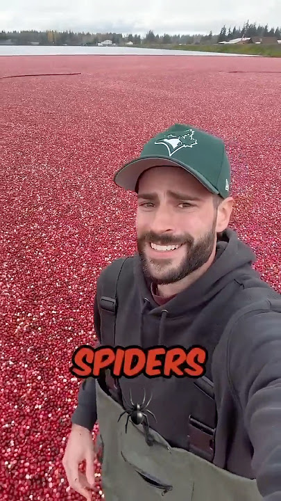 Are there Spiders in the Cranberries?? #agriculture