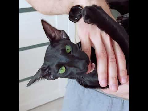 Черный Ориентал #shorts - YouTube