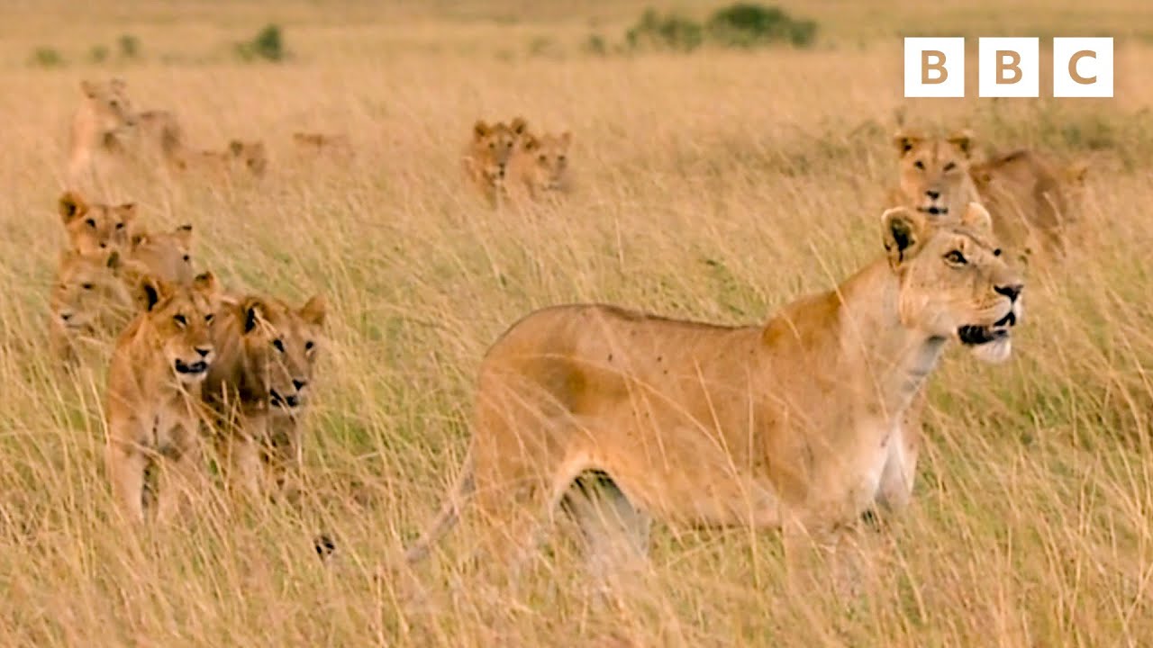 Revisiting A Lion Pride 15 Years On Lion The Rise Fall Of Marsh Revisiting A Lion Pride 15 Years On Lion The Rise Fall Of Marsh