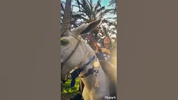 شعلل يا كبير شعلل 