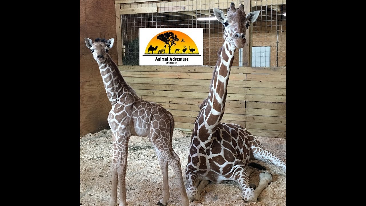 November 2017 Giraffe Cam Hours Enjoy Your Favorite Giraffe Family 7 Days A Week With Our Daylight Hours Shrinking We W Animal Adventure Park Pet Cam Giraffe