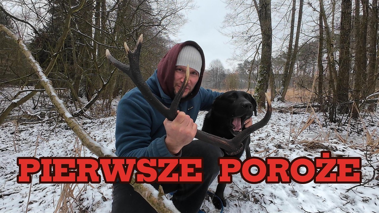 W poszukiwaniu poroża
