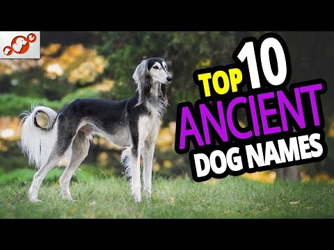 🐕 TOP 10 Ancient Dog Names For Male & Female – Ancient Dog Name Ideas 2020!