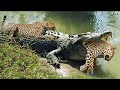 Crocodiles wait for leopard across the river  harsh life