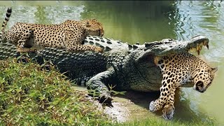 Crocodiles Wait For Leopard Across The River | Harsh Life