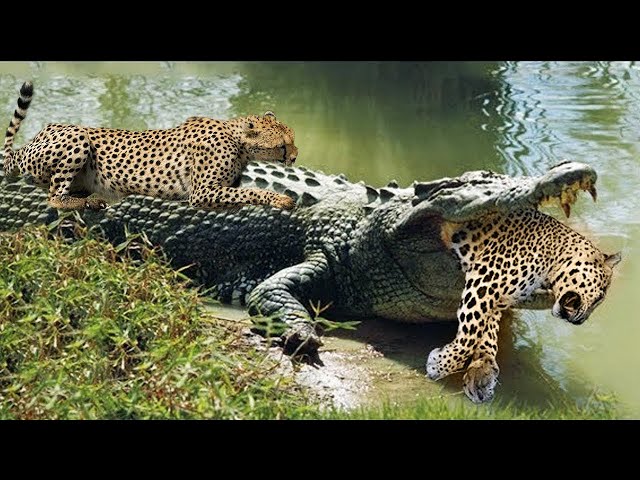 Crocodiles Wait For Leopard Across The River | Harsh Life class=