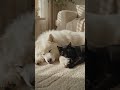 Finding peace at home. ☁️✨ #shorts #blackcat #samoyed #voidandcloud