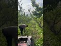Say goodbye to manual weeding, orchard management is labor-saving and convenient.