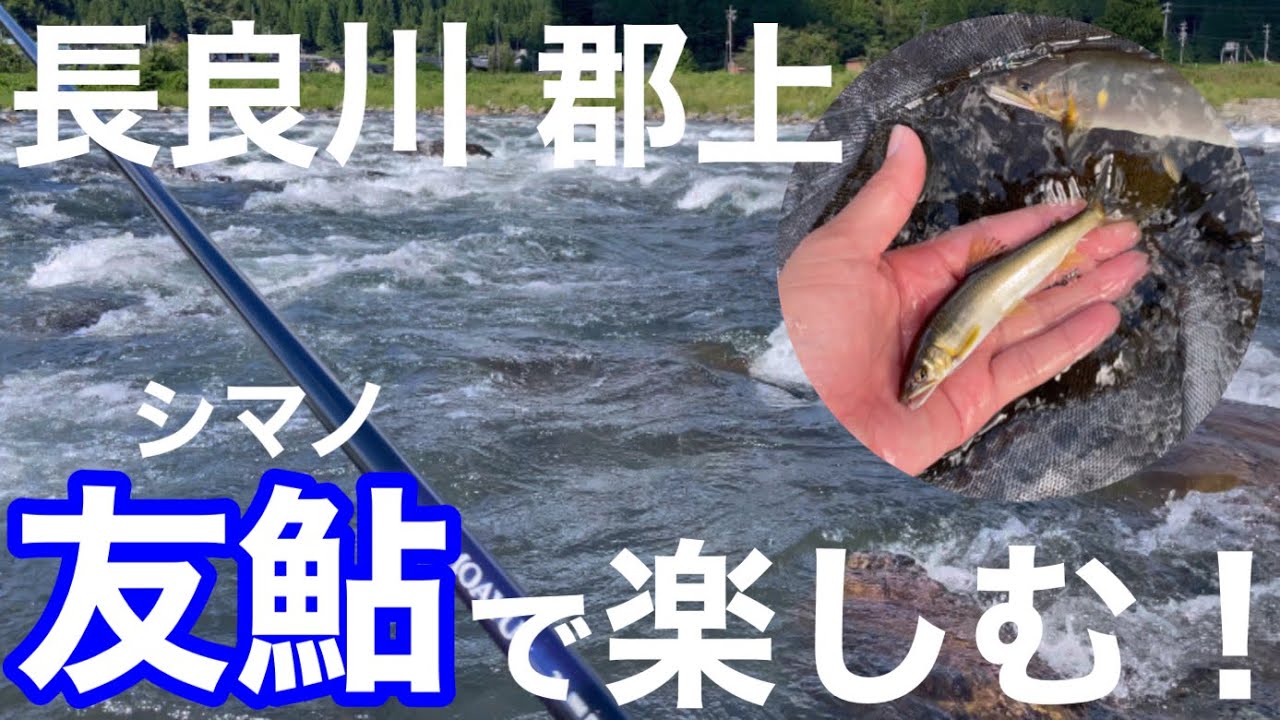 友鮎で楽しむ、盛期シーズン長良川！