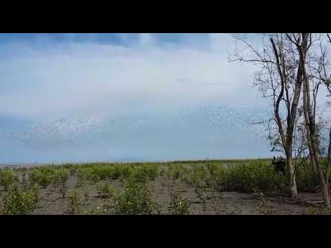 suara kuokka putih nyicit /Kuaran ribut/ Anis kuning ribut, full satu jam.