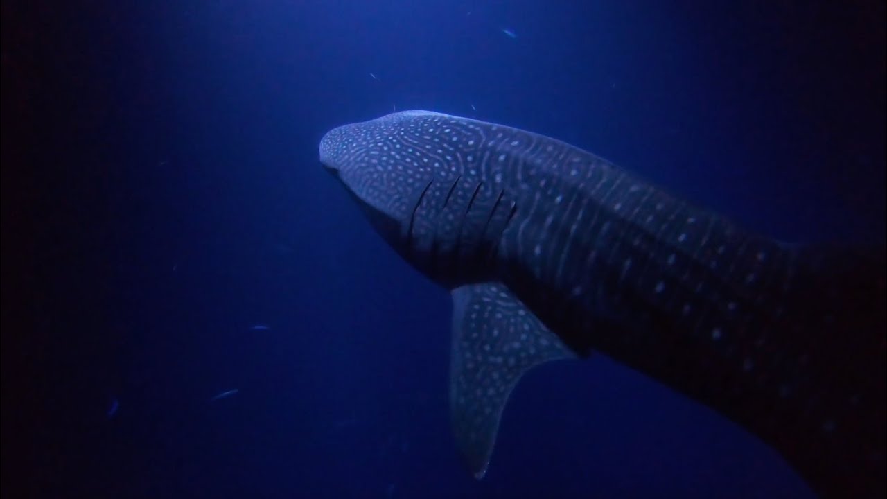 Whale Sharks & Giant Manta Rays | Incredible Maldives Night Dive