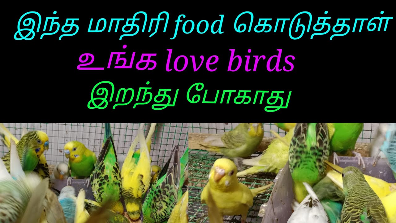 love birds healthy food/love birds சத்துள்ள உணவு வகைகள்/love birds food