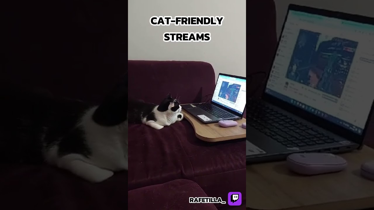 cat friendly streams! 