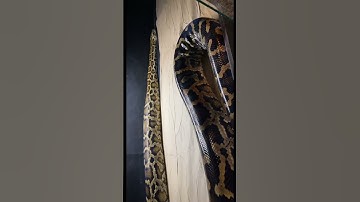 Say hello to amethyst! #animal#diy#pets#reptile#snake#youtubeshorts#burmesepython#cute#youtube#art