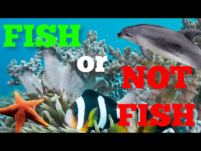 Fish or Not Fish: Is That Aquatic Animal a Fish? - FreeSchool class=