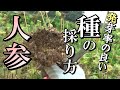 【自然農】人参　発芽率の良い種の採り方と発芽試験　2021年7月17日【natural farming】