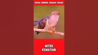 SUARA BURUNG KEDASIH SERAM #suaraburung #burungkedasih #duniahewan #kehidupanburung #shorts #viral
