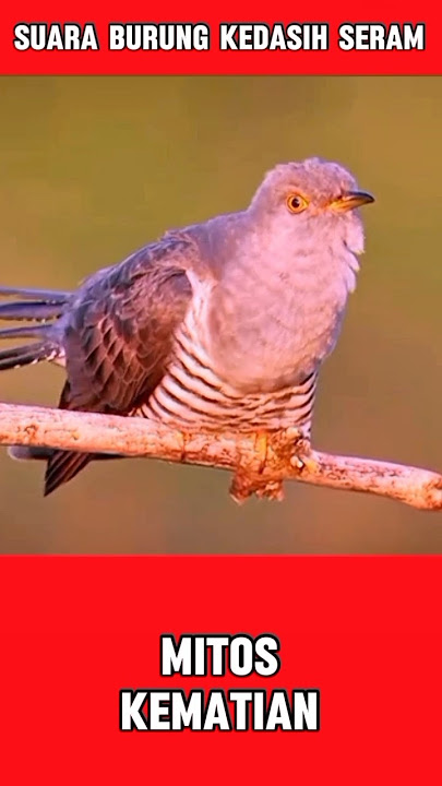 SUARA BURUNG KEDASIH SERAM #suaraburung #burungkedasih #duniahewan #kehidupanburung #shorts #viral